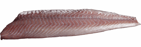Haddock fillet skinless Zeelandia van Belzen Fish Wholesaler