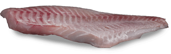 Rock salmon fillet, skinless - Zeelandia van Belzen Fish Wholesaler
