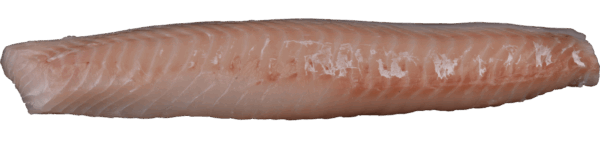 Haddock fillets Zeelandia Van Belzen Fish Wholesale