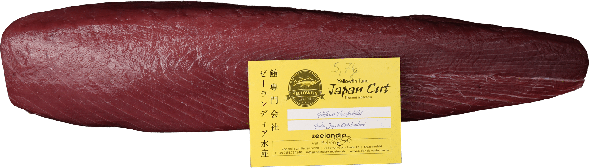 Tuna Japan Cut Zeelandia van Belzen Fish Wholesaler