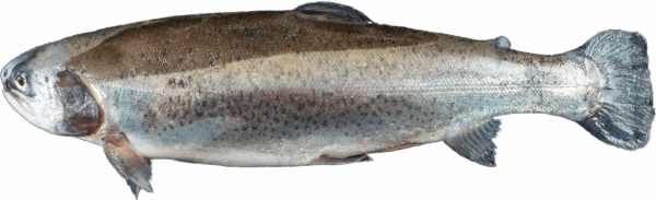 Zeelandia Trout from Belzen Fish Wholesalers