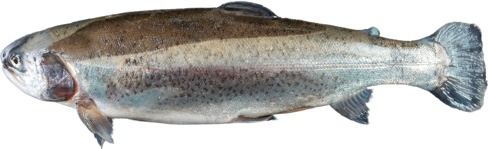 Zeelandia Trout from Belzen Fish Wholesalers