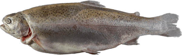Fjord Trout Zeelandia van Belzen Fish Wholesale