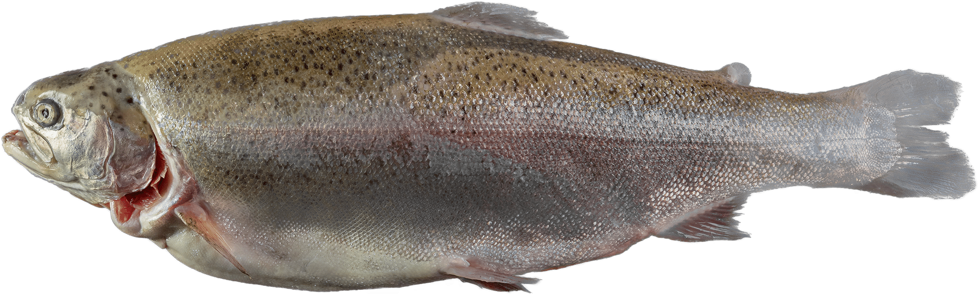 Fjord Trout Zeelandia van Belzen Fish Wholesale