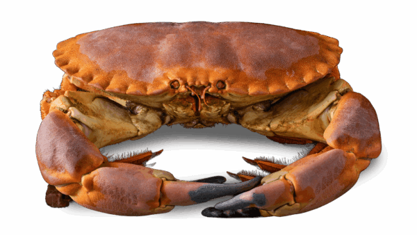 Seafood