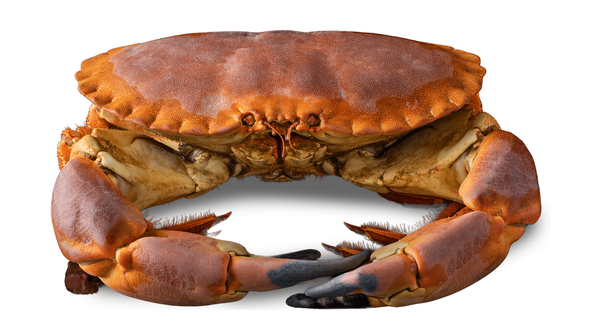 Seafood