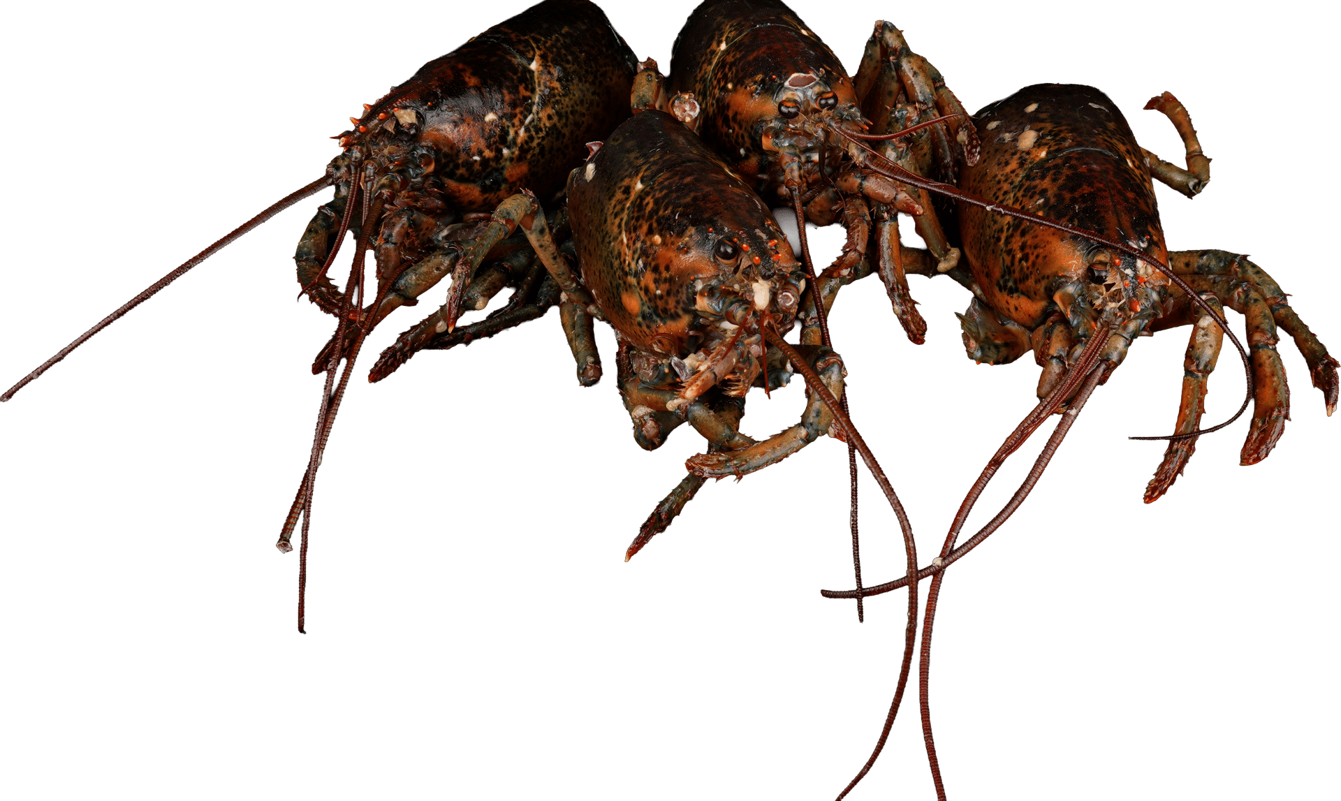 0041_Lobster Carcasses