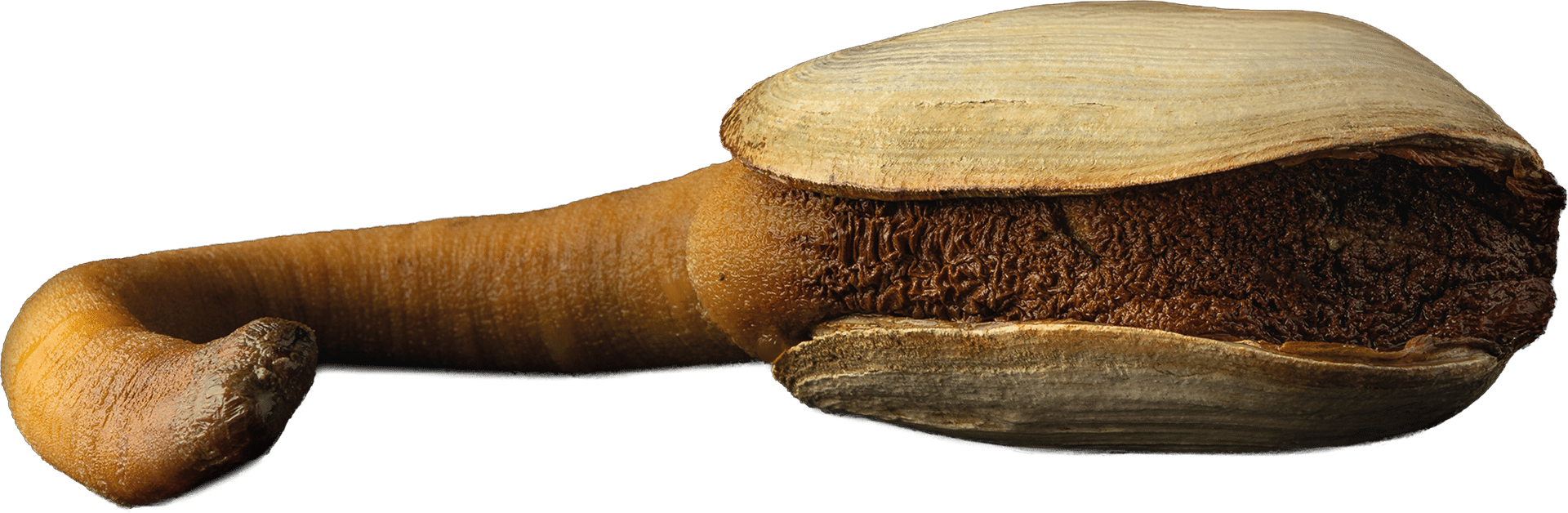 0175_Geoduck