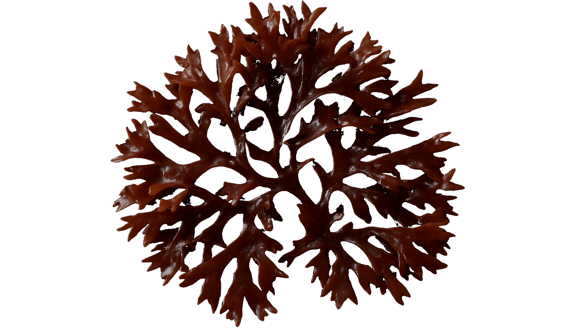 0198_Algae_Irish Moss