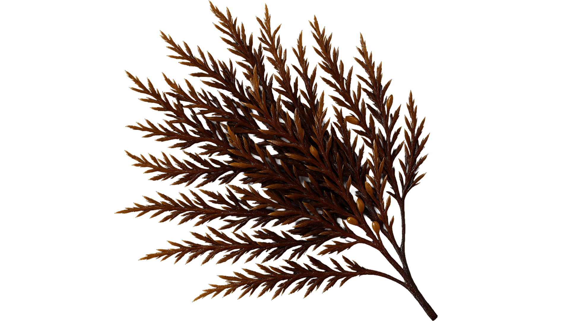 0200_Algae_Japanese Sargassum
