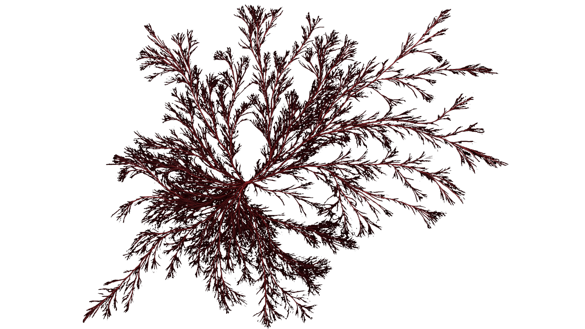 0229_Algae_Red Horn Tang