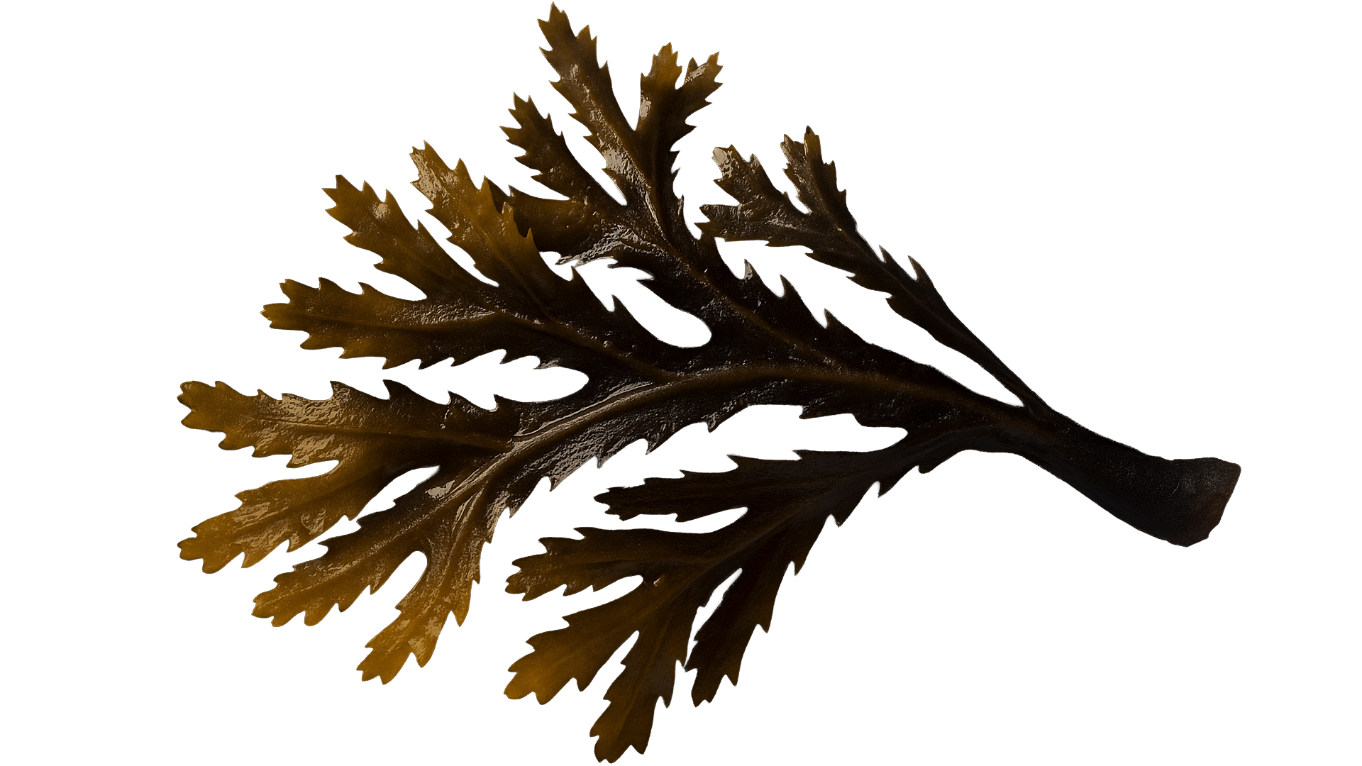 231_Algae_Sargassum