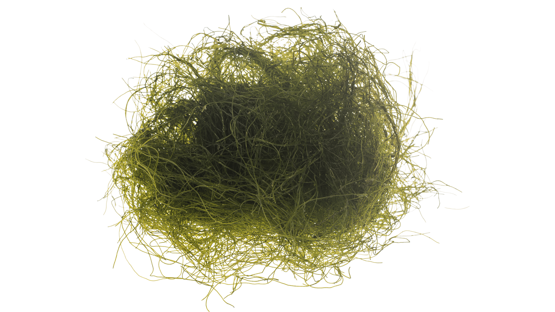0236_Thread algae