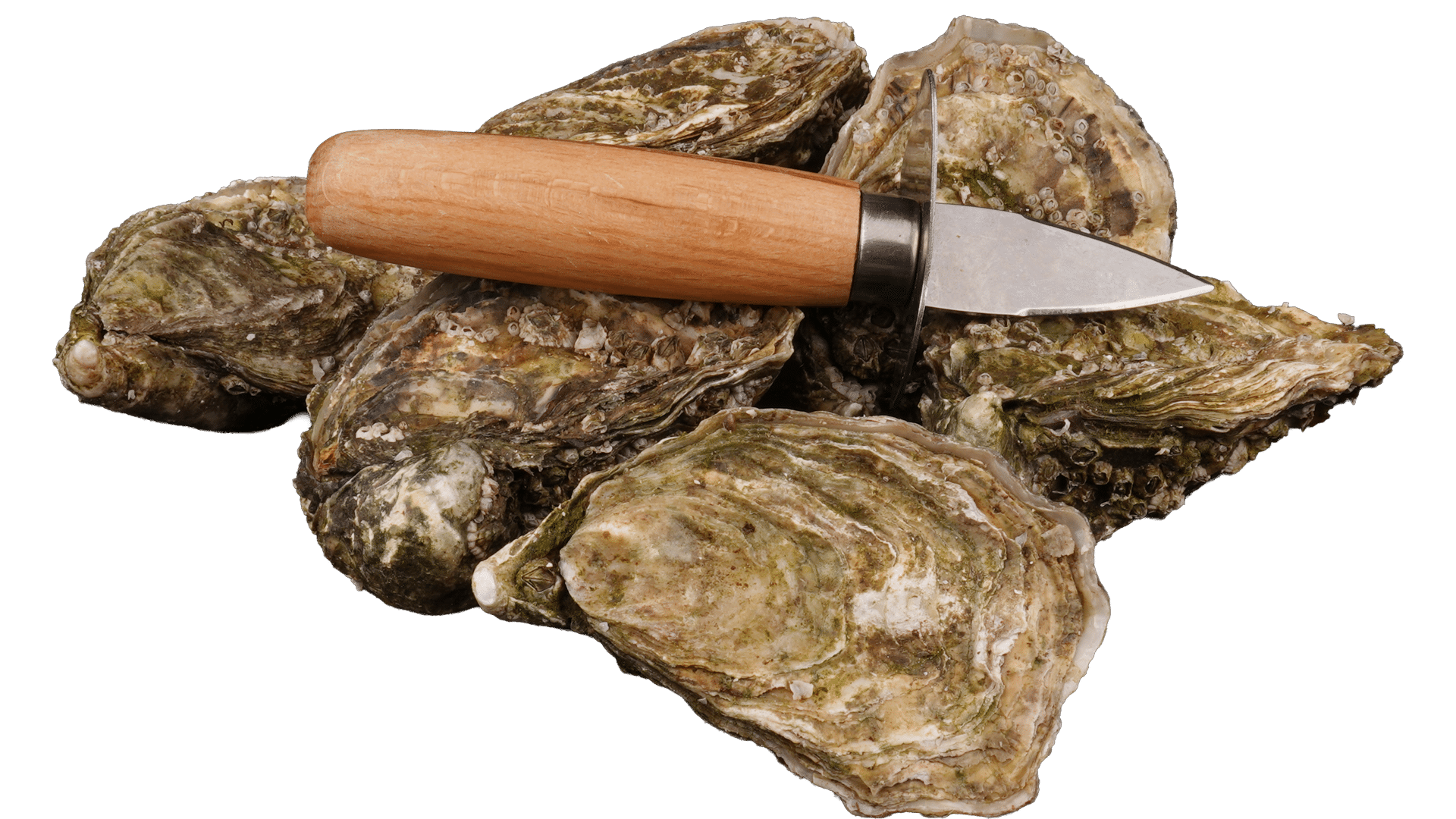 0336_Oysters_Cap-Horn-Fines-de-Claires_with-knife