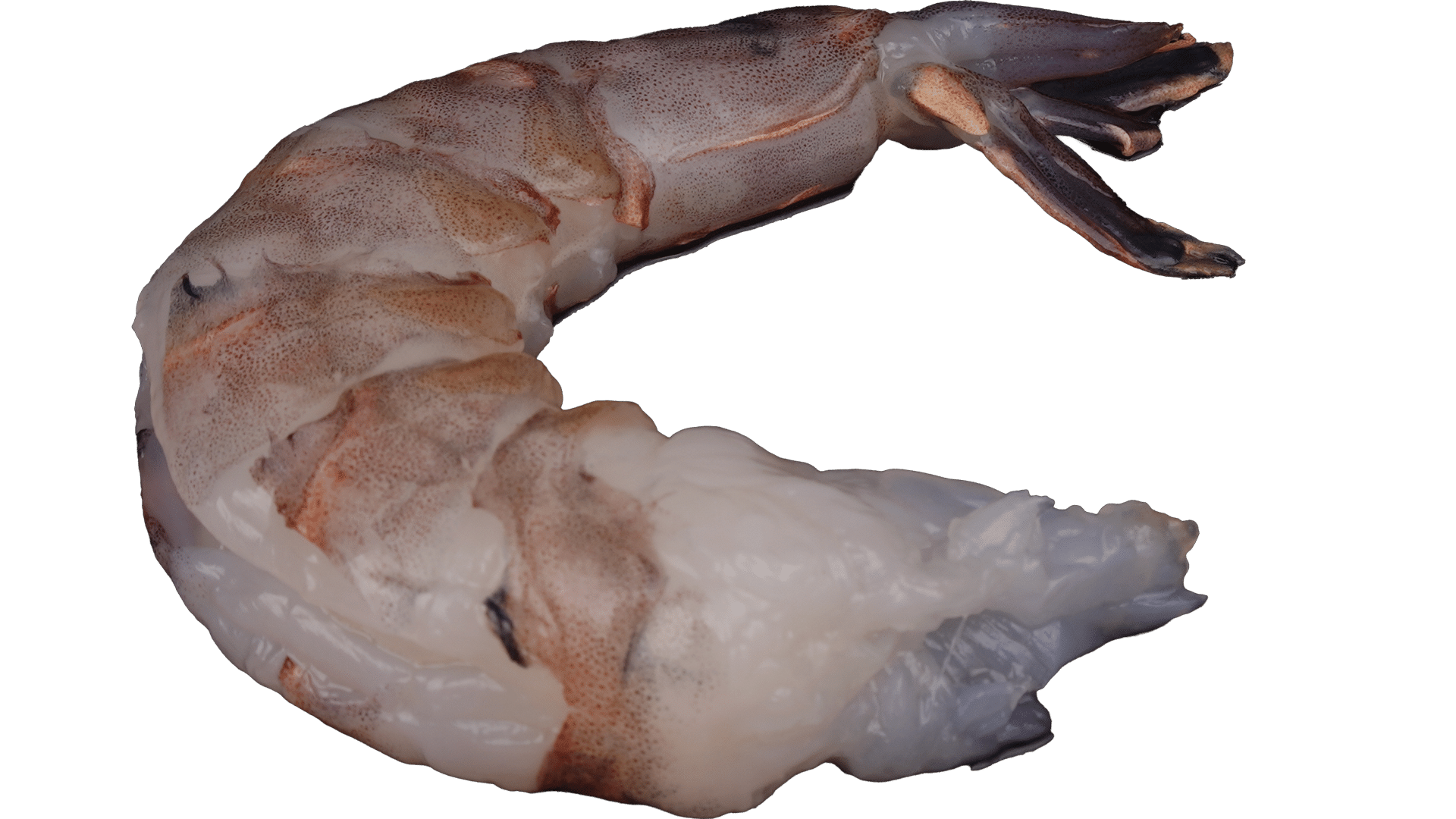 0633_Black-Tiger-Wild-Prawns