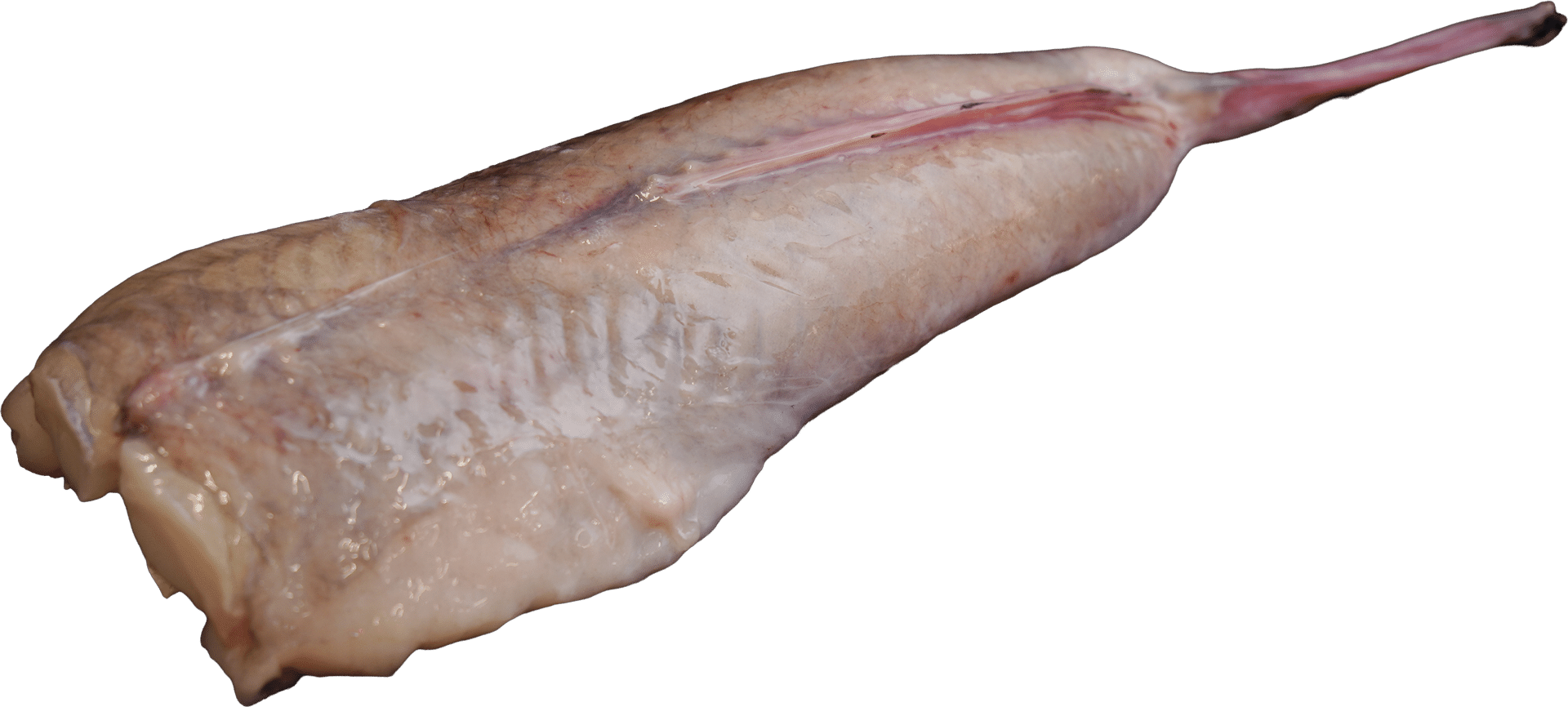 0923_Monkfish tail_skinless