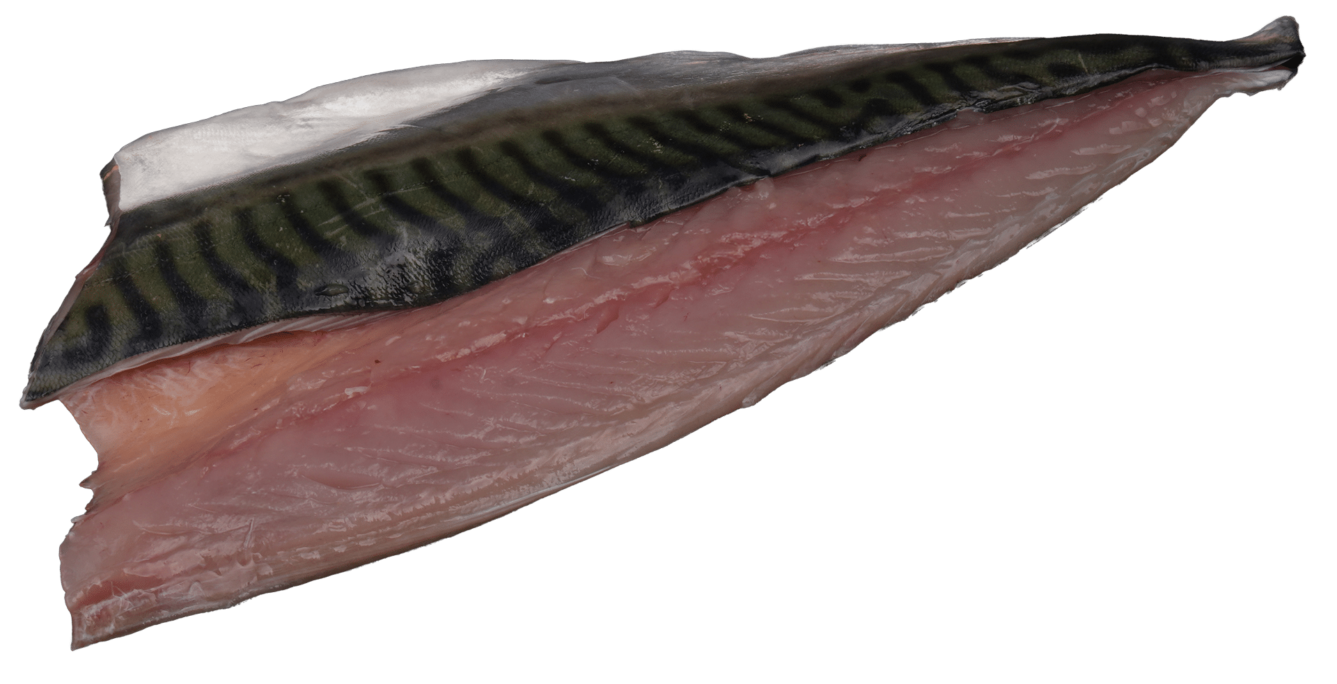 Zeelandia Mackerel Fillets from Belzen Fish Wholesalers