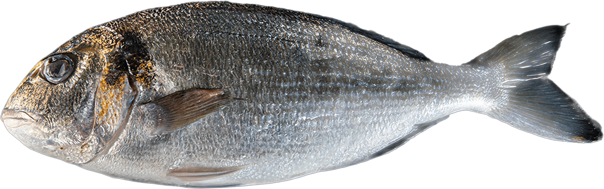 1069_Sea Bream