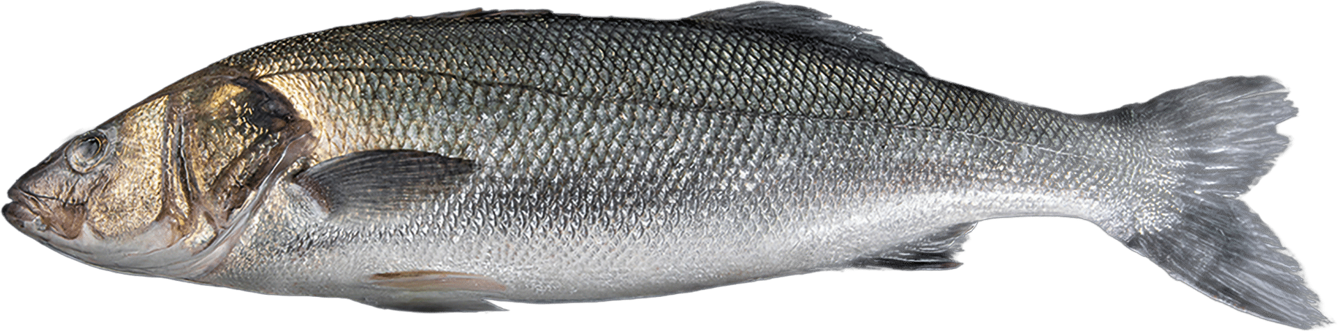 Whole sea bass Zeelandia from Belzen fish wholesale