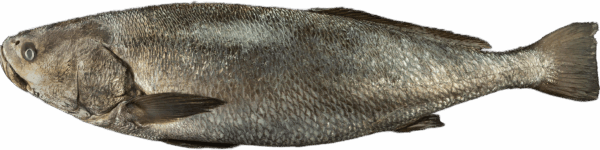 Zeelandia van Belzen Eaglefish Fish Wholesalers