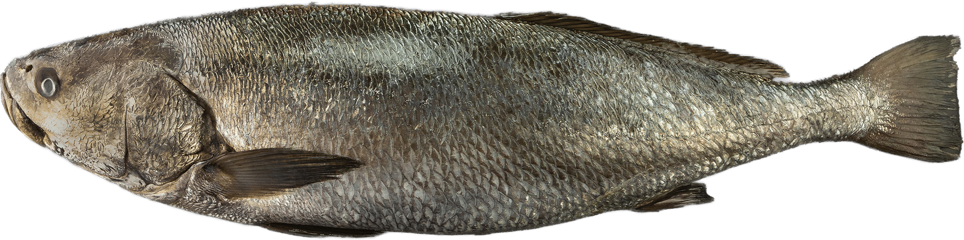 Zeelandia van Belzen Eaglefish Fish Wholesalers