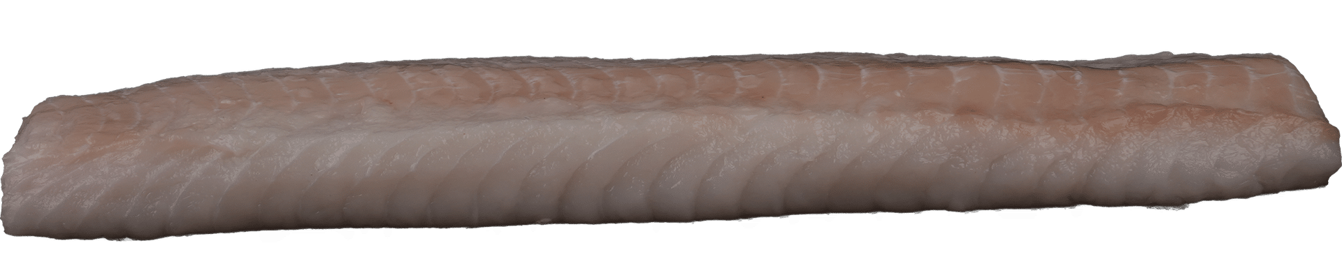 Zeelandia van Belzen Fish Wholesaler Steinbeißer loin