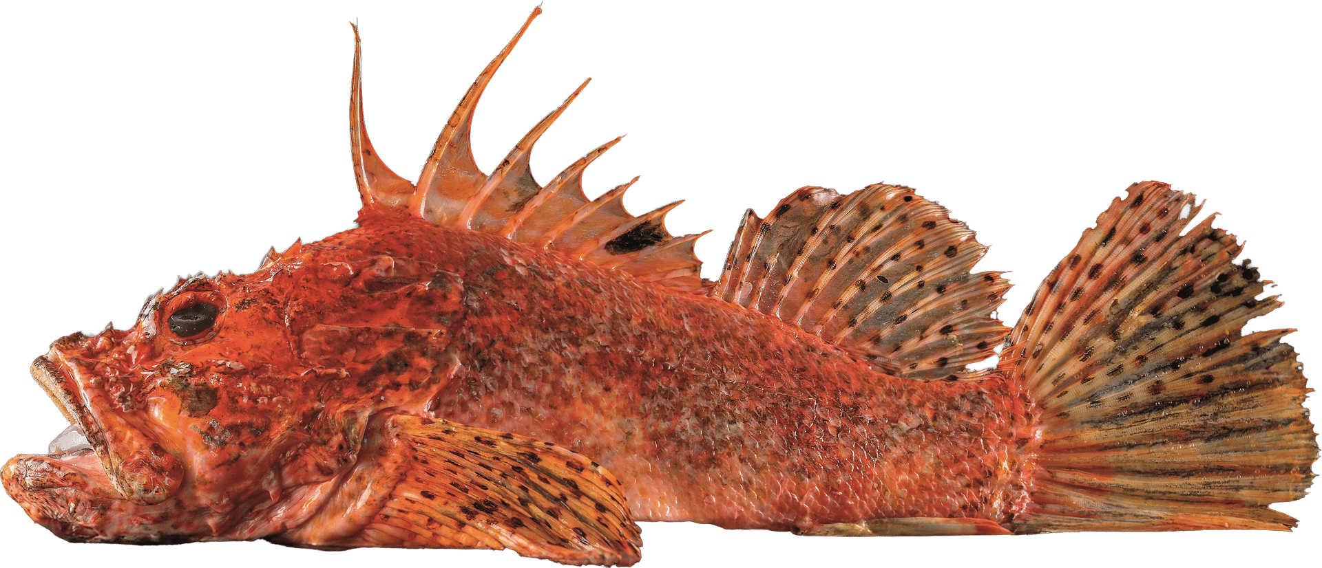 1092_Dragon's head