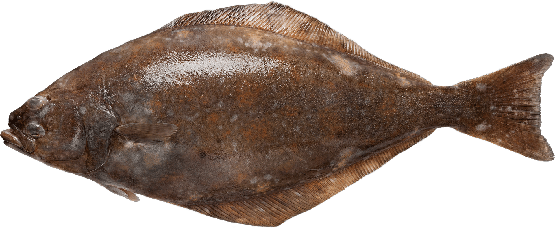 1108_Halibut_white