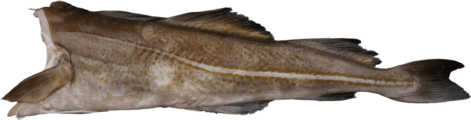 1116_Cod_headless