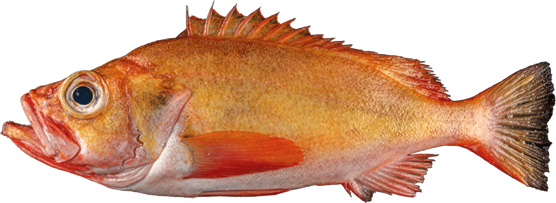 1142_Redfish