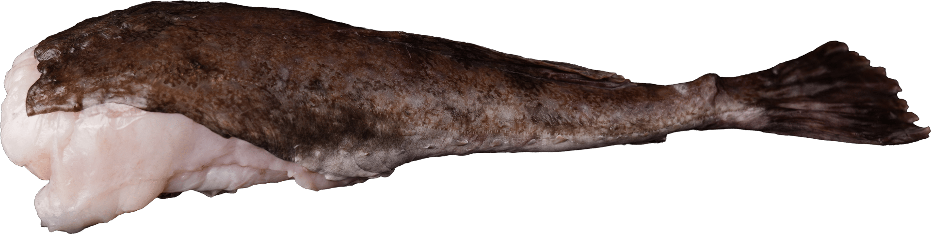 1157_Monkfish tail