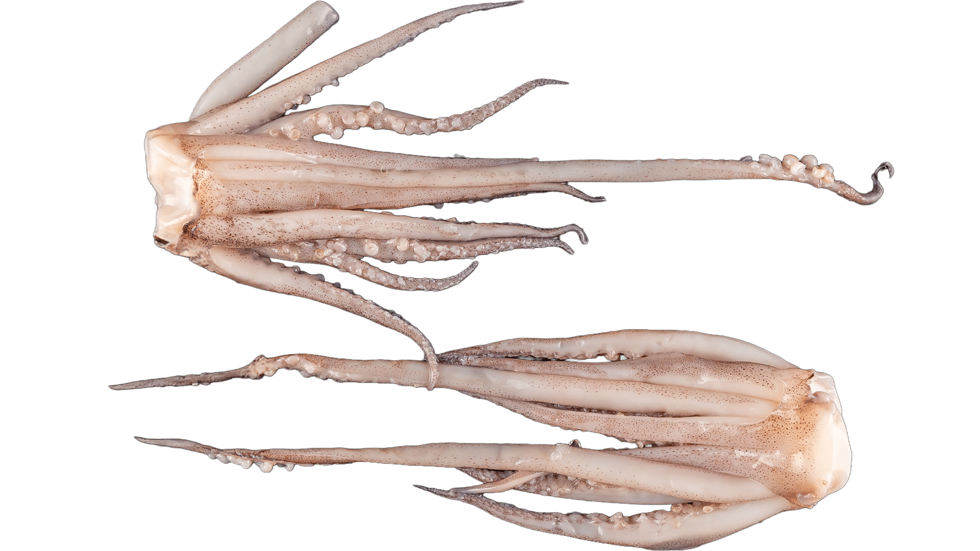 1239_Squid-Plaits