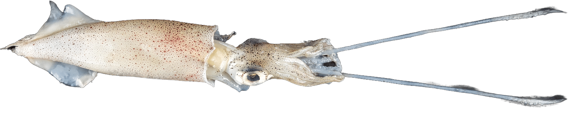 1240_Squid