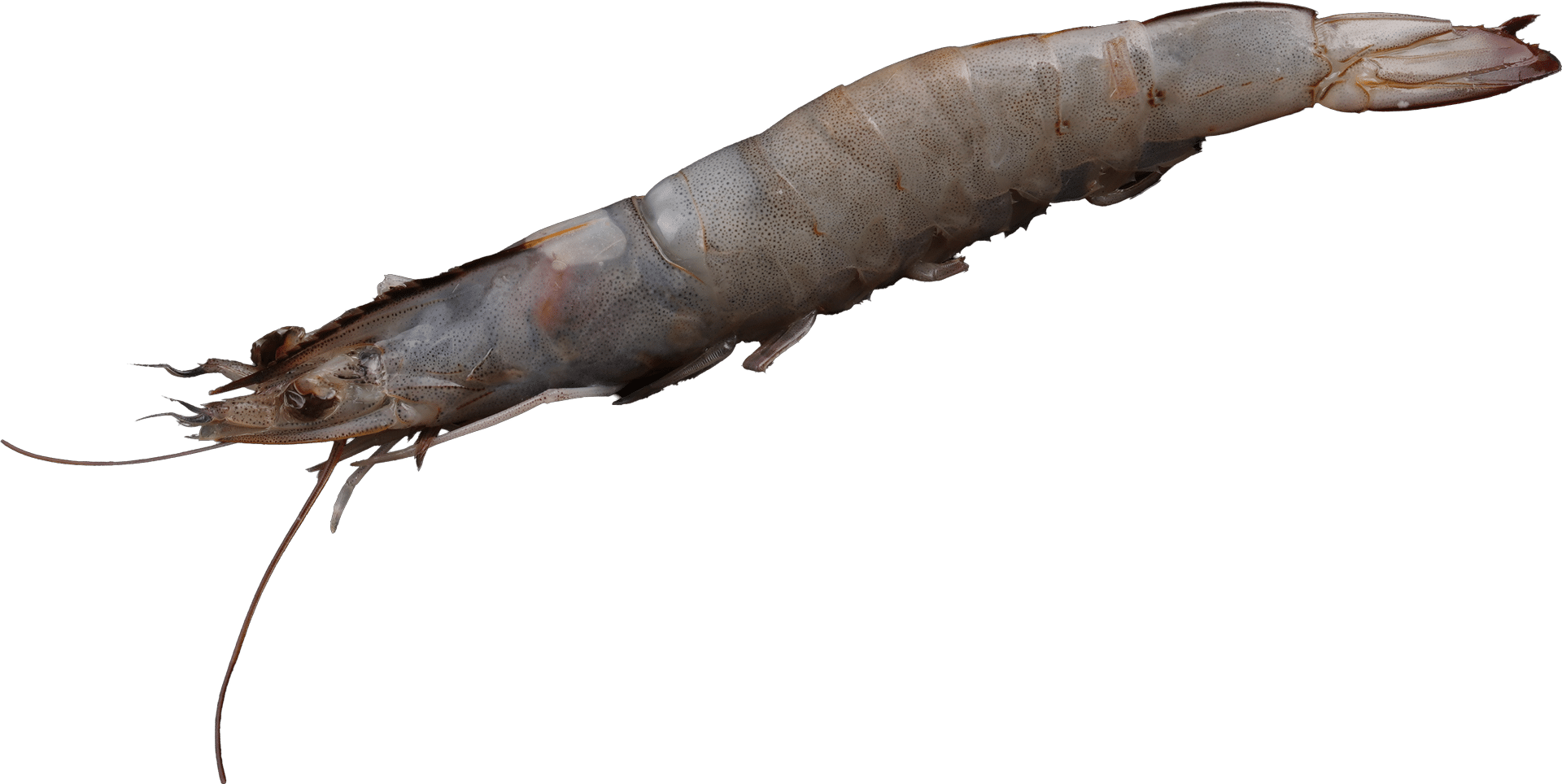 1334_Prawns