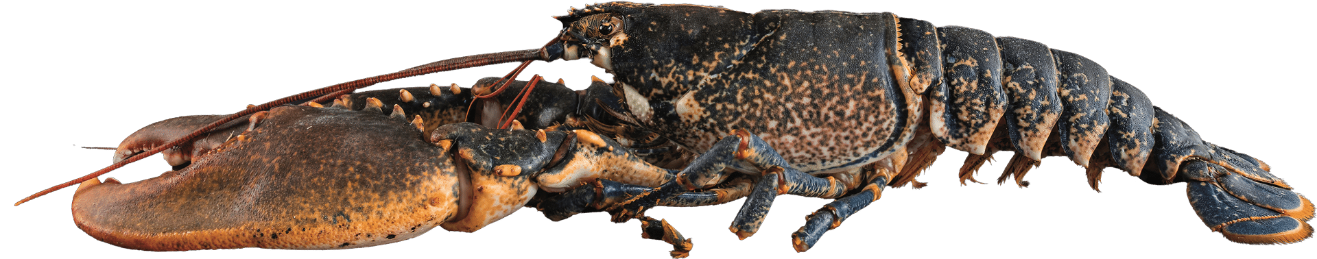 1356_Breton Lobster