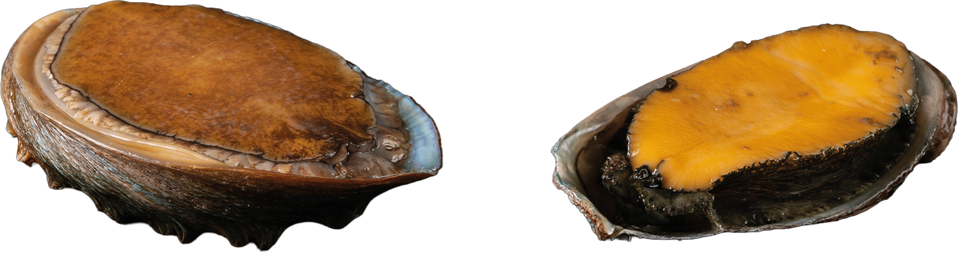 1384_Abalone