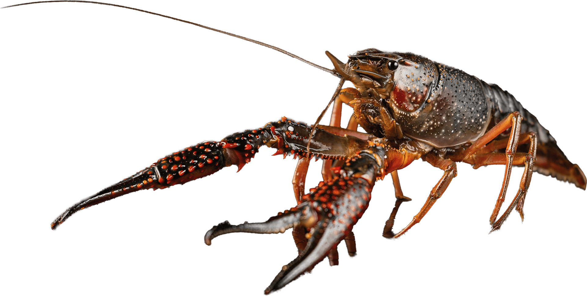 1392_Crayfish