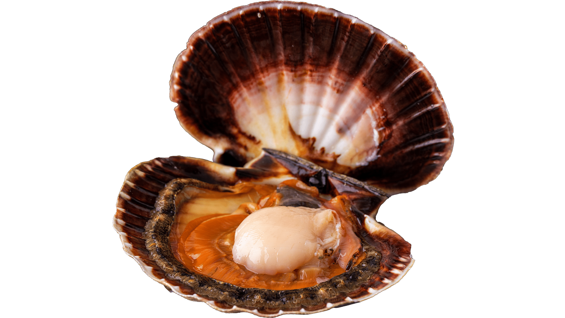 1404_Scallops
