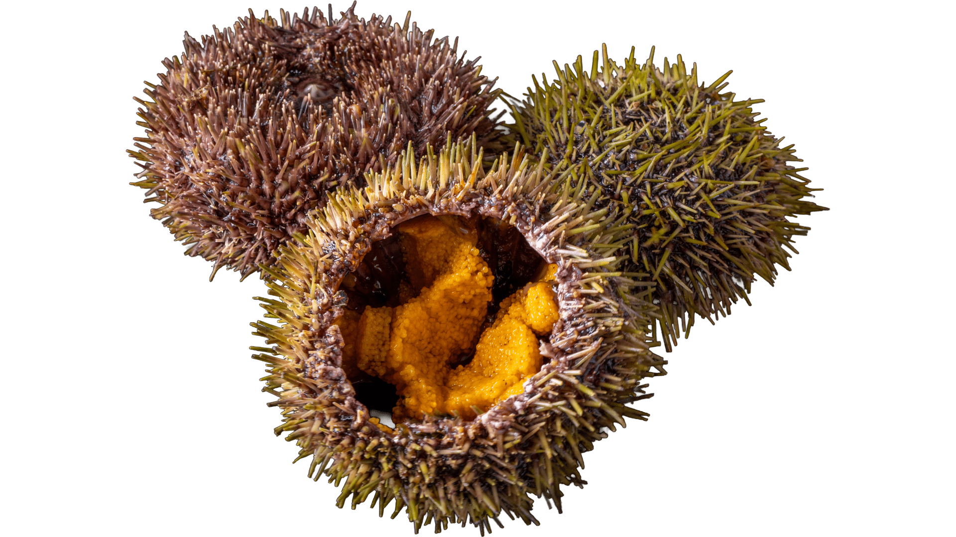 1408_Sea Urchin
