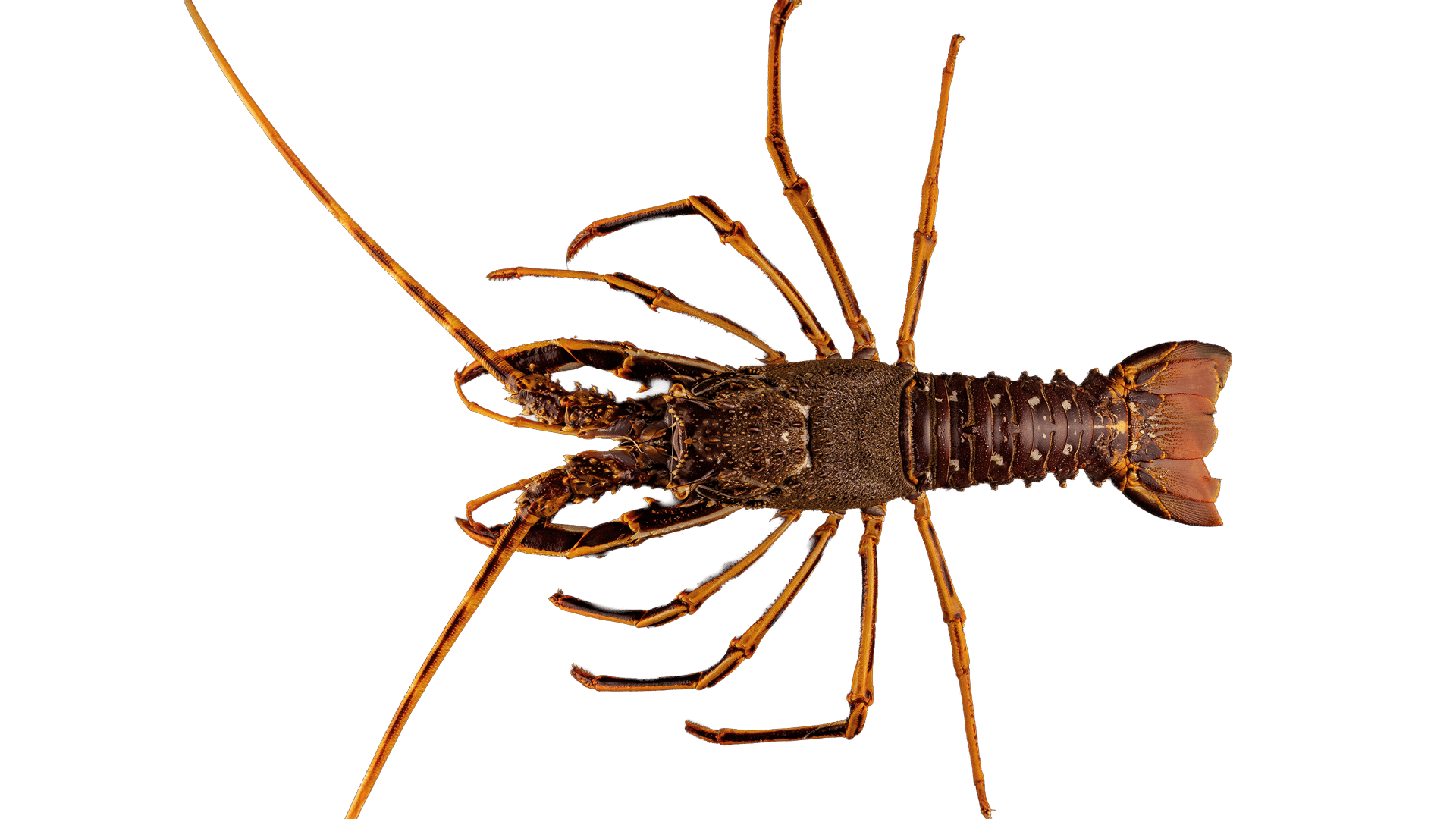 1416_Lobster