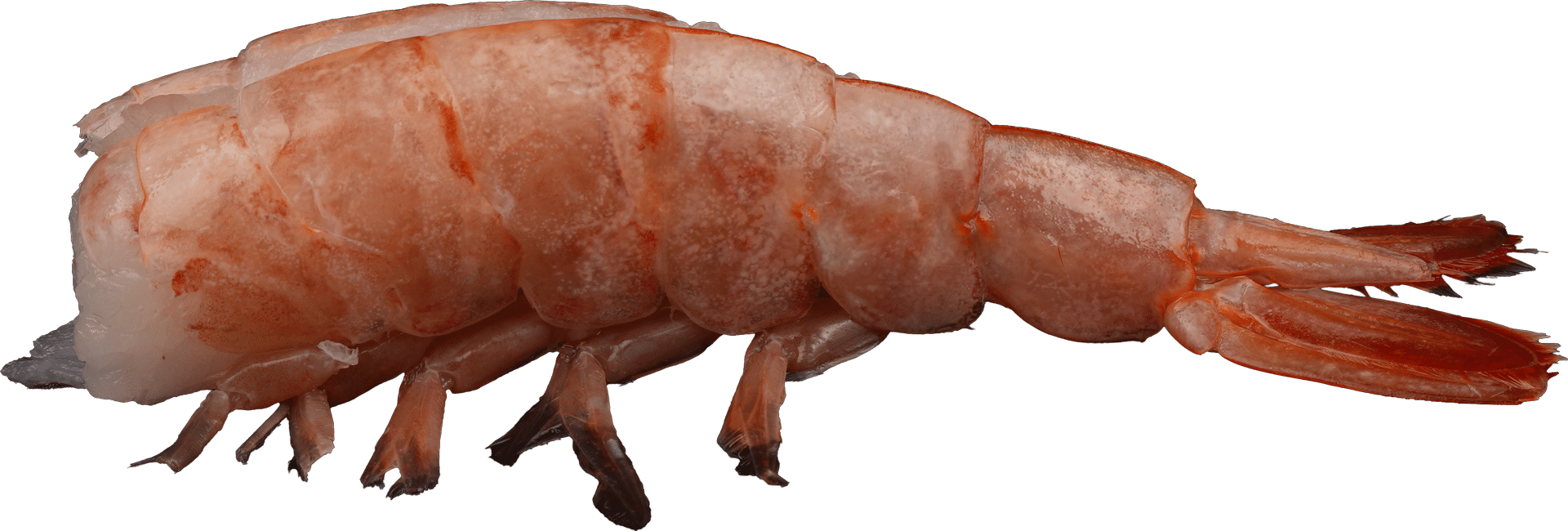 1517_Argentine_Red_Prawn