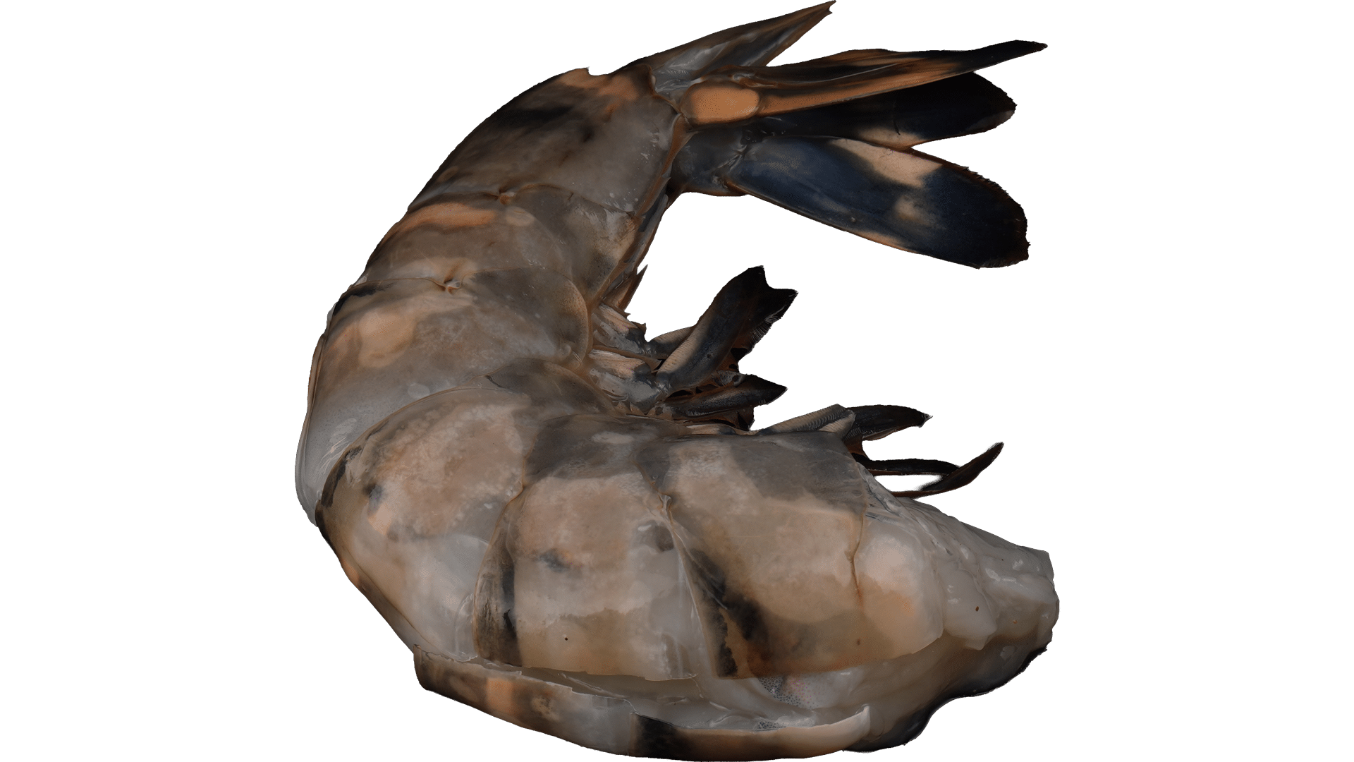 Black Tiger Prawns Easy Peel
