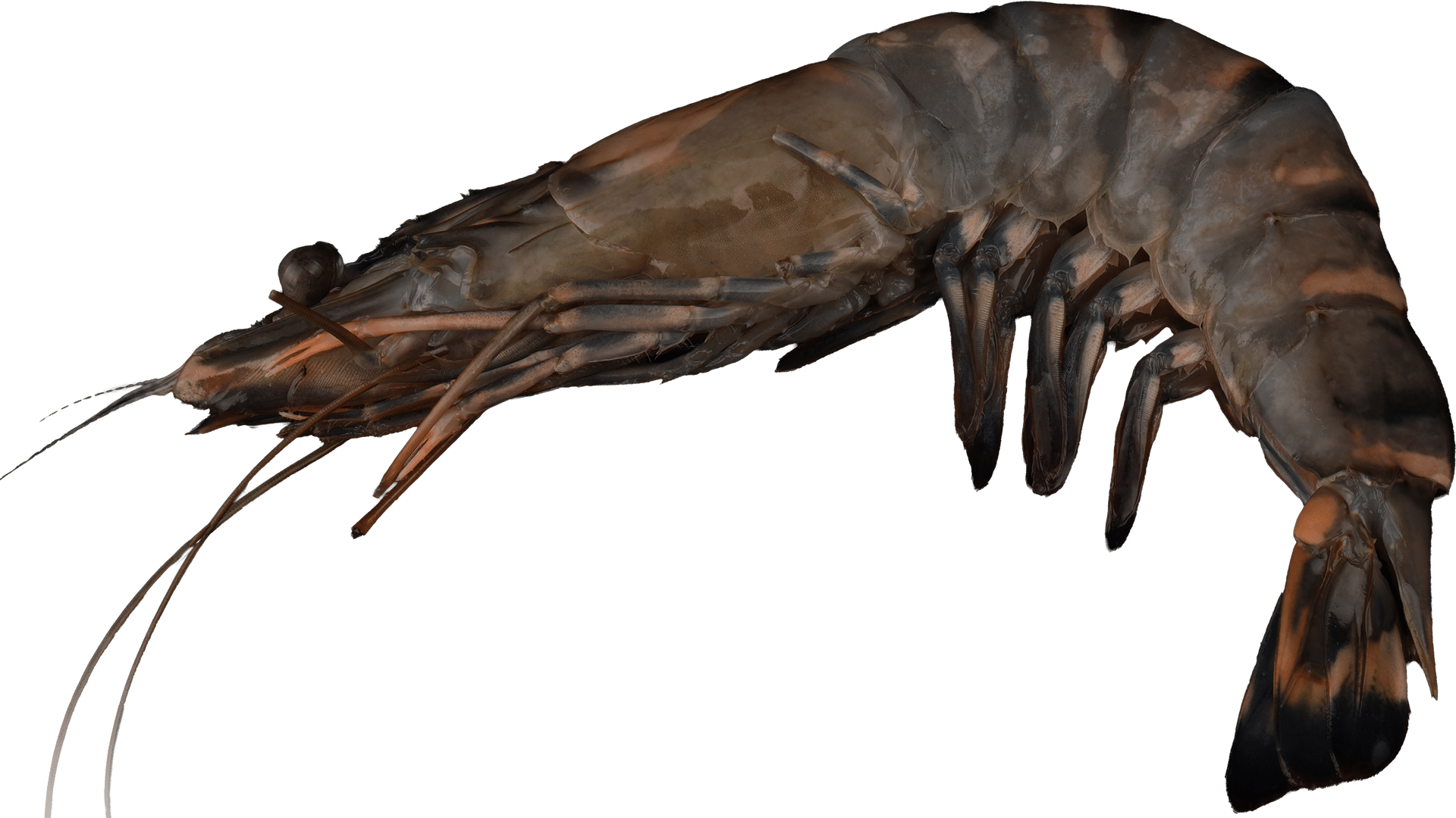 1547_Black-Tiger-Prawns_with_Head-and-Shell