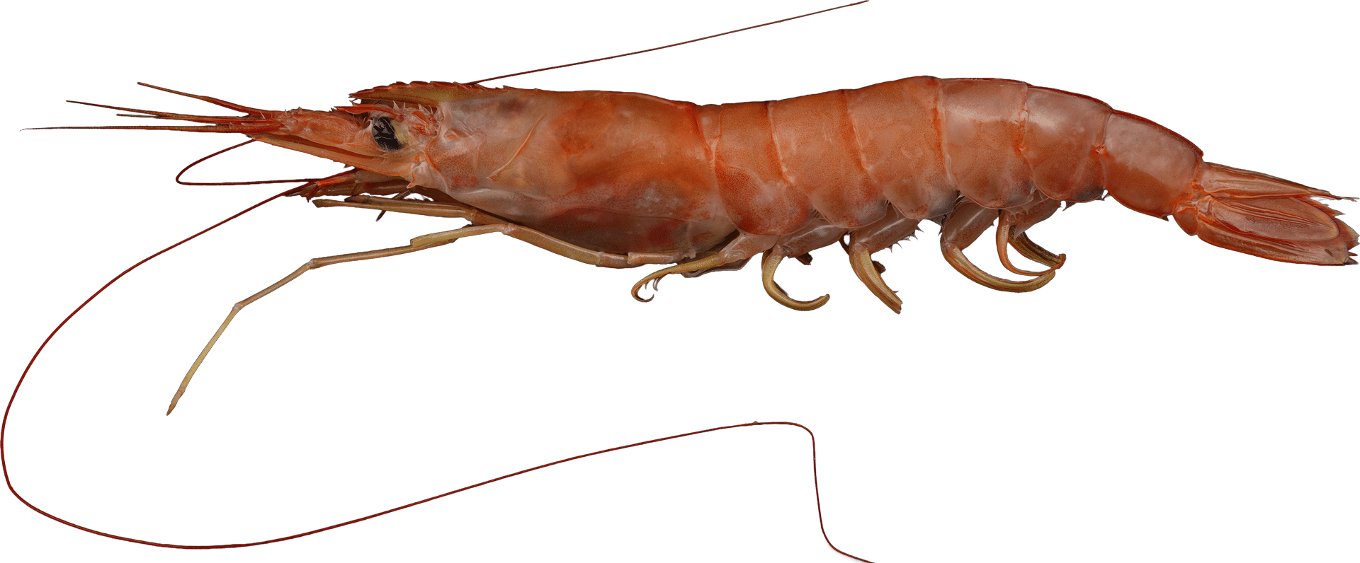 1560_Argentine_Red_Prawn