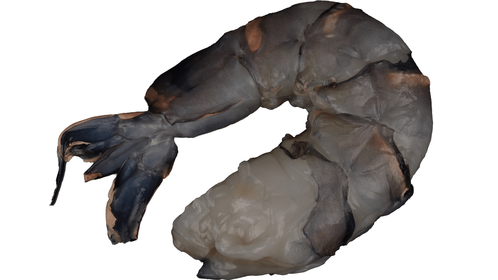 1572_Black-Tiger-Prawns_headless-and-shelled