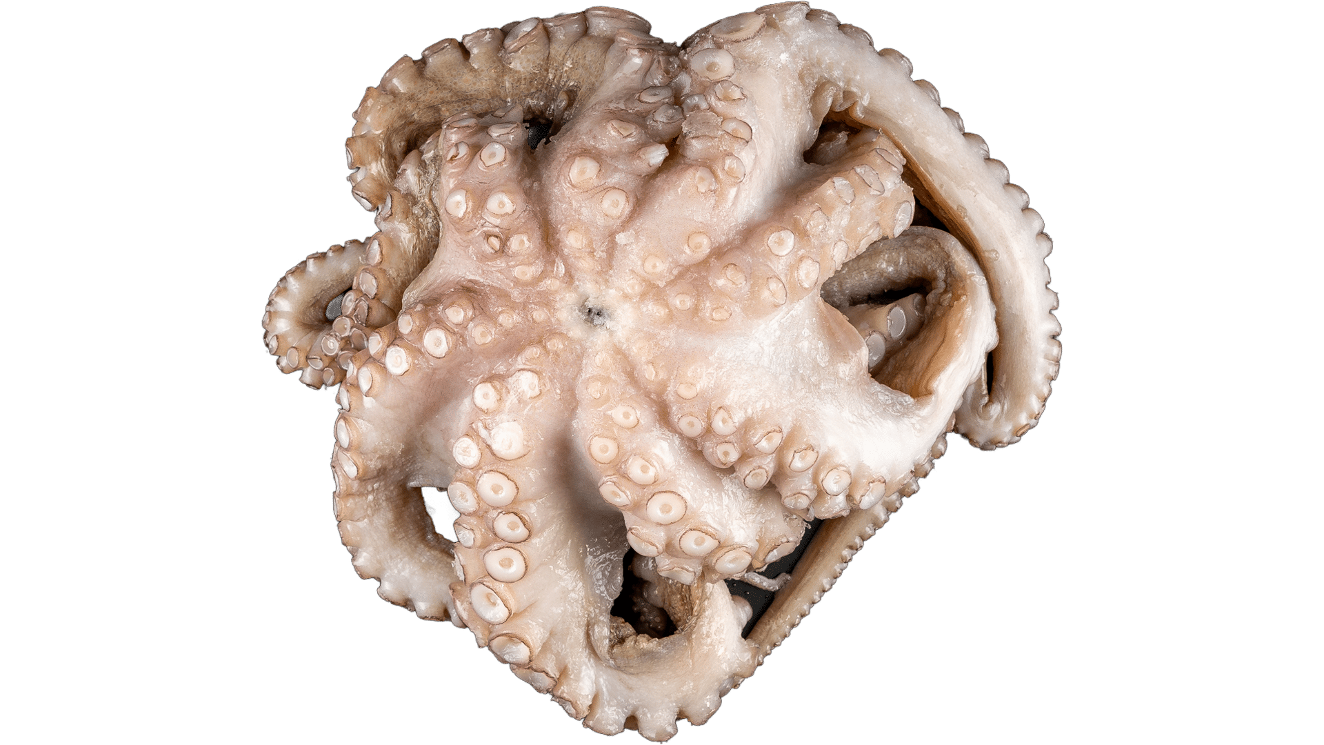 1677 Octopus