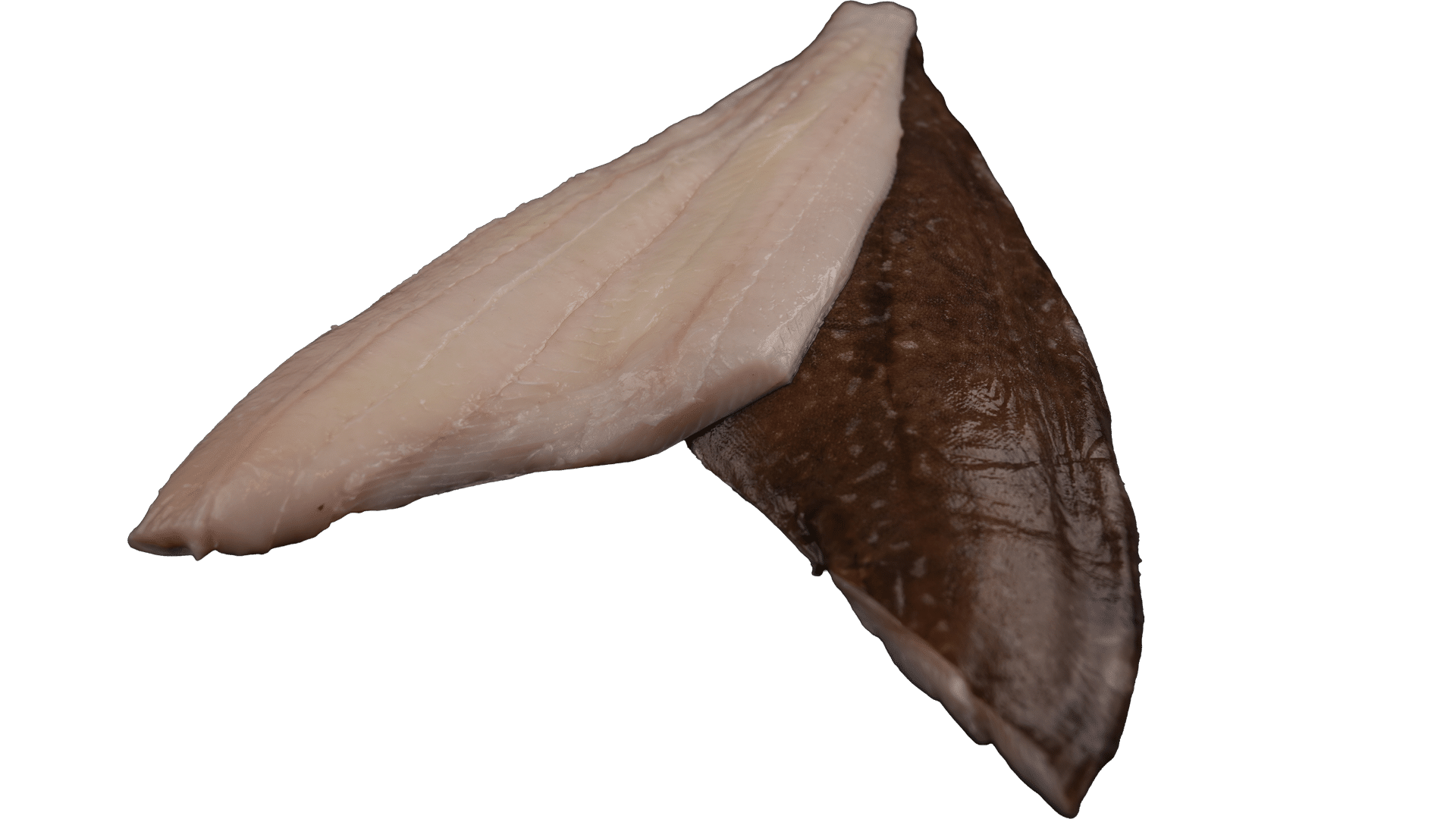 2215_Halibut_Fillet_White