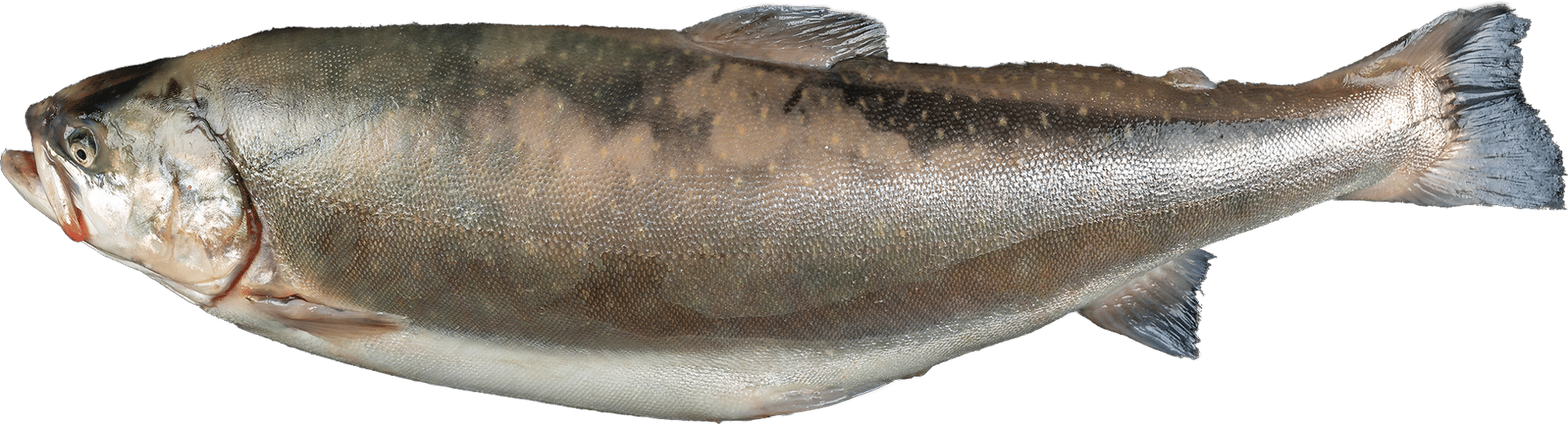2360_Arctic Char