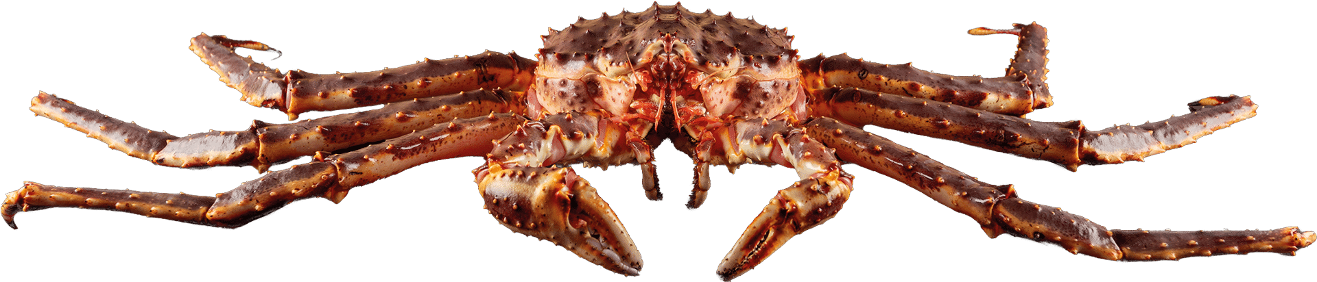 2431_King-Crab
