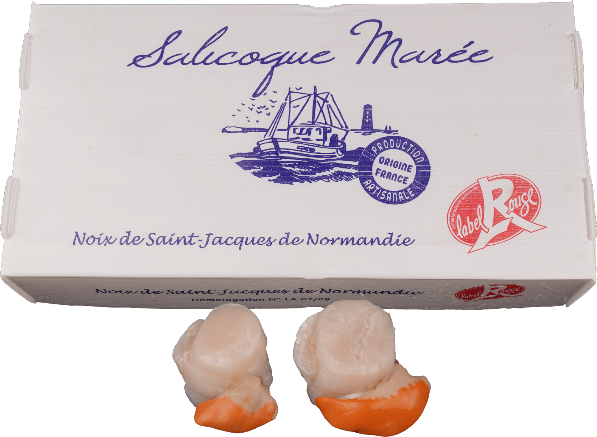 2498_Scallops